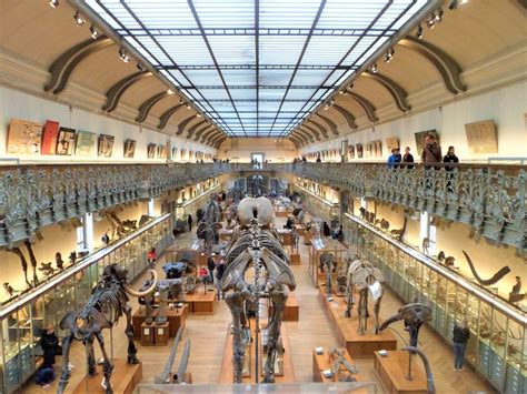 Le musée d'histoire naturelle de Ulm : un voyage passionnant à travers les merveilles du monde naturel !